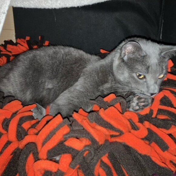 CLE Browns Colors "keep me safe and warm" fleece boa bed for cats and/or dogs - Picture 7 of 9